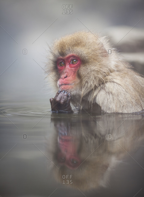 Sleepy Japanese macaque sitting in the hot spring in Jigokudani Monkey Park, Nagano Prefecture, Japan.