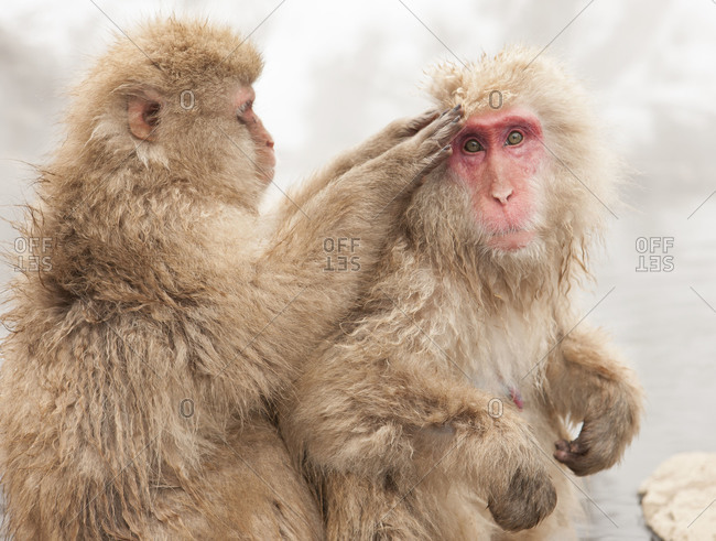 Japanese macaque grooming each other in Jigokudani Monkey Park, Nagano Prefecture, Japan.