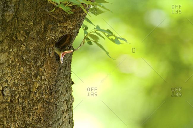 A snake with opened mouth coming out from a tree hole in Jindai Botanical Gardens, Japan.
