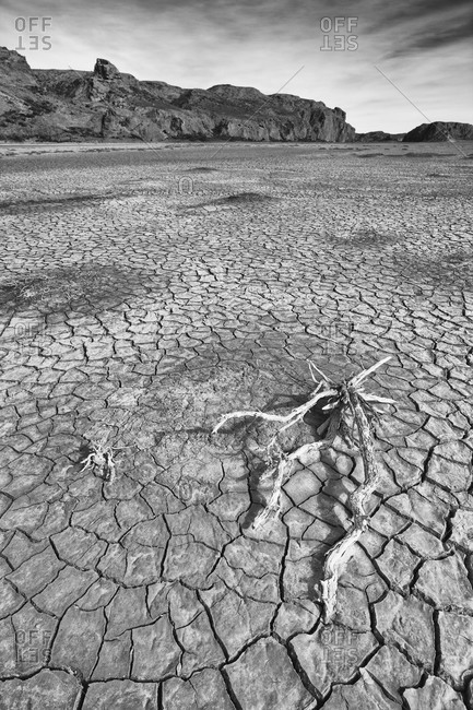 Dried branch at Arid Riverbed in Patagonia, Argentina