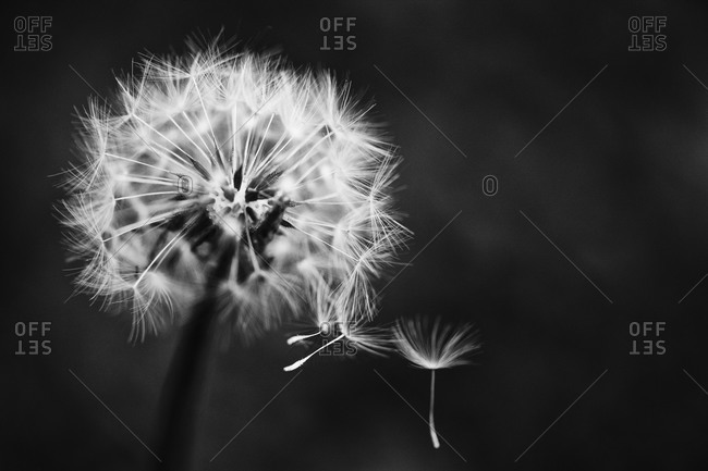 Close up of dandelion blowball and flying seeds