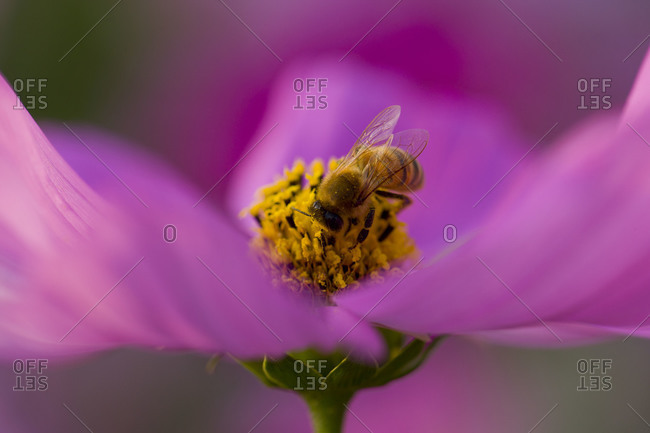 Close up of bee on pink cosmos flower
