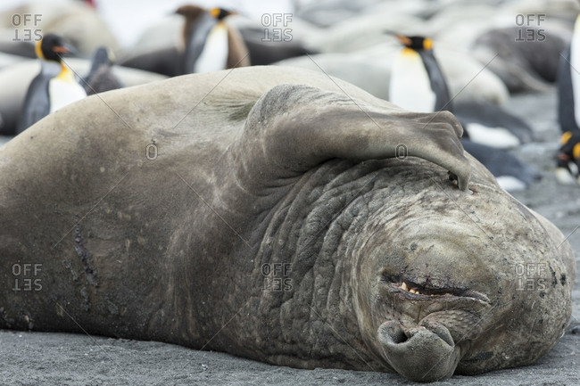Close up of elephant seal bull scratching chin at Gold Harbor, South Georgia