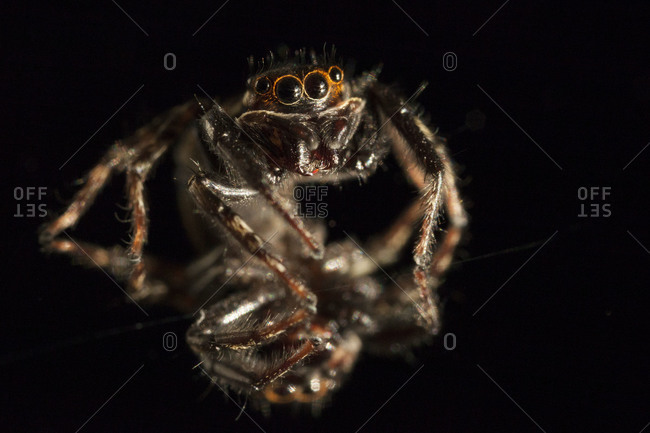 Close up of jumping spider shot on mirror