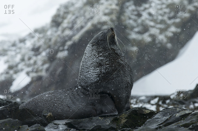 Roaring antarctic fur seal on snowy rocks at South Georgia