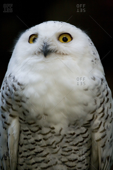 Close up of calm snow owl in Ueno Zoo, Tokyo