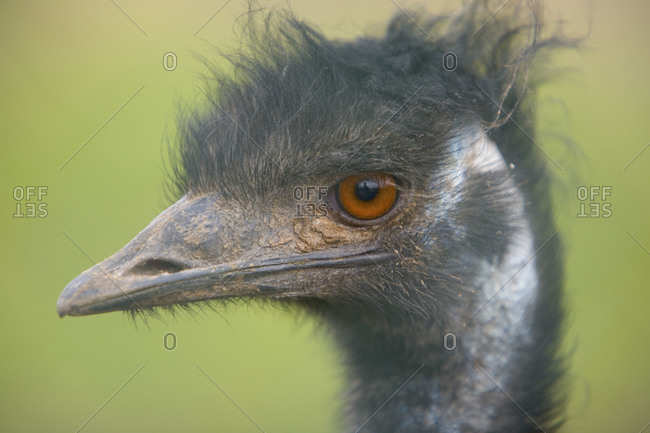 Portrait of a messy-haired emu at Chester Zoo in Cheshire, England