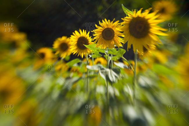 Blurred line of sunflowers
