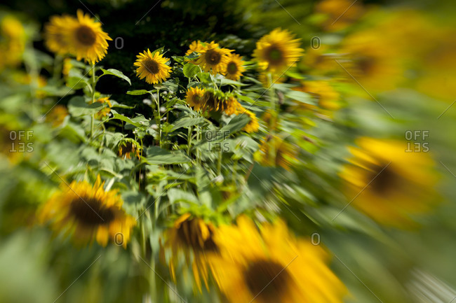 Blurred line of sunny sunflowers