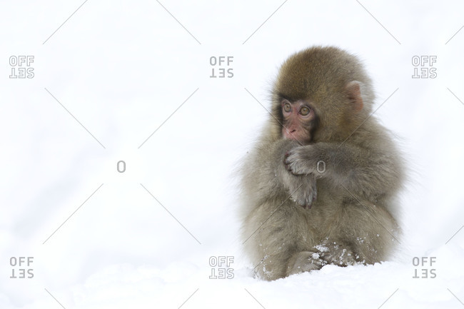 Infant Snow Monkey sitting in snow at Jigokudani Monkey Park in Nagano Prefecture, Japan
