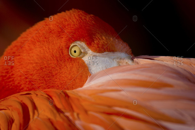 A flamingo hides it's beak in it's feathers