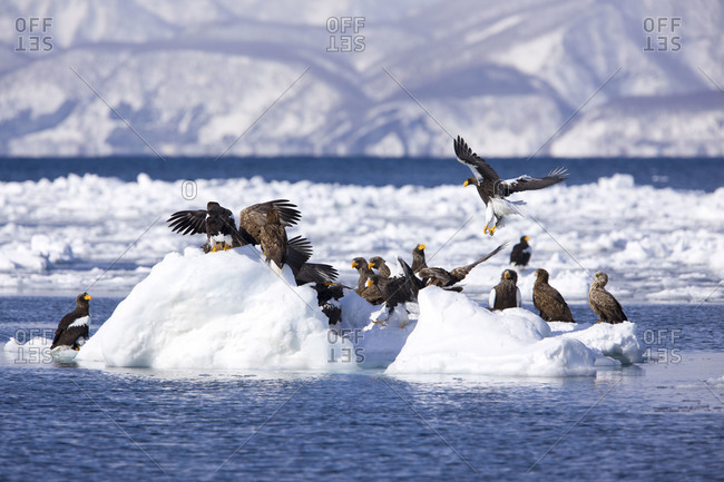 A group of staller\'s sea eagle perched on some ice in the water