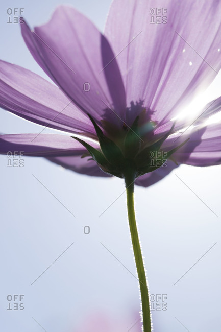 A close up of a blooming Cosmos flower
