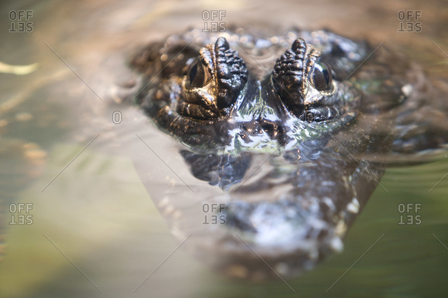 Crocodile Peeking Above Water