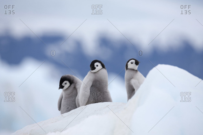 Emperor Penguin Chicks, Snow Hill Island, Antarctica