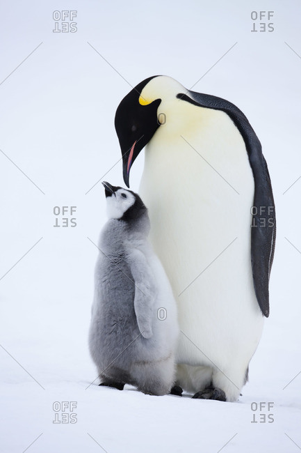 Emperor Penguin with Chick, Snow Hill Island, Antarctica