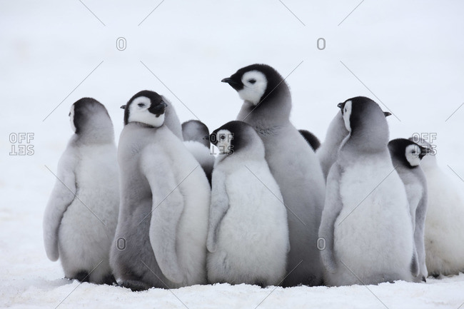 Emperor Penguin Chicks, Snow Hill Island, Antarctica