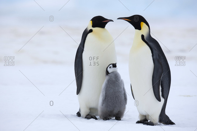 Emperor Penguins, Snow Hill Island, Antarctica