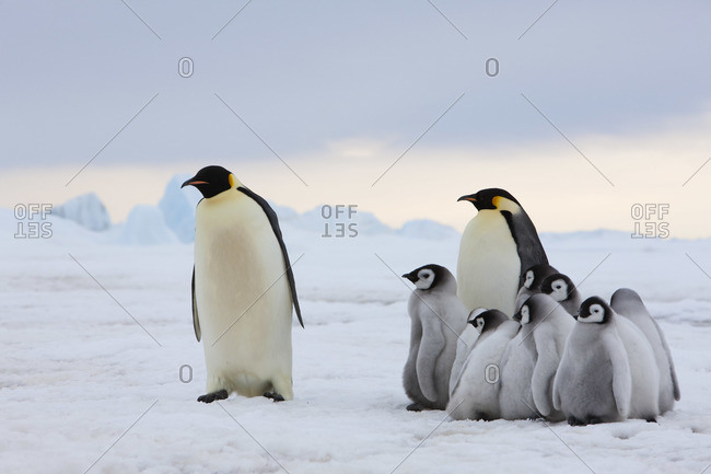 Emperor Penguins with Chicks, Snow Hill Island, Antarctica