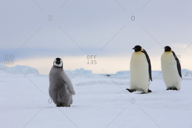 Emperor Penguin Chick and Adults, Snow Hill Island, Antarcica