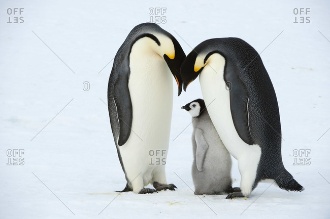 Emperor Penguins with Chick, Snow Hill Island, Antarctica
