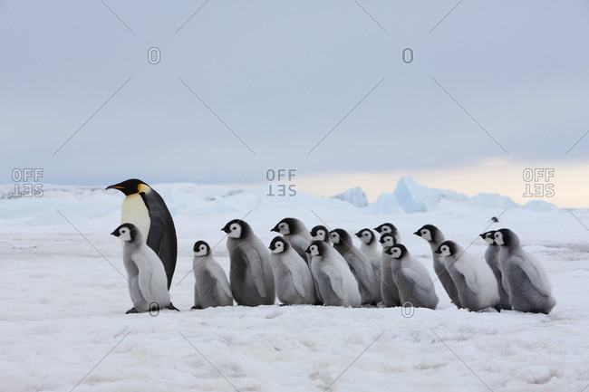 Emperor Penguin with Chicks, Snow Hill Island, Antarctica