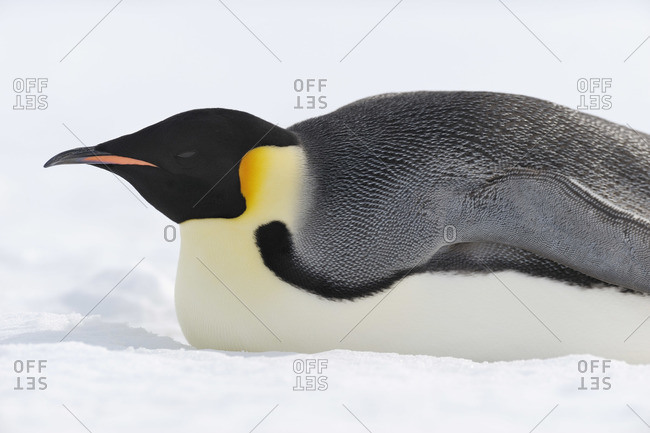 Emperor Penguin, Snow Hill Island, Weddell Sea, Antarctica