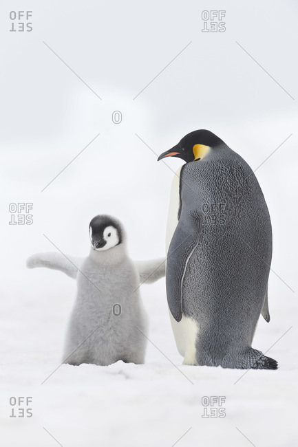 Emperor Penguins, Snow Hill Island, Weddell Sea, Antarctica