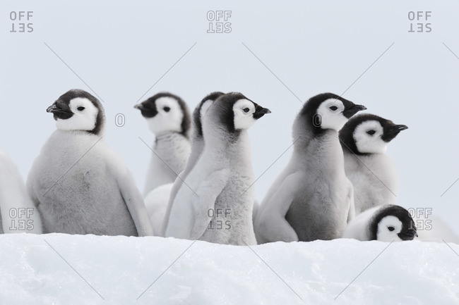 Emperor Penguin Chicks, Snow Hill Island, Weddell Sea, Antarctica