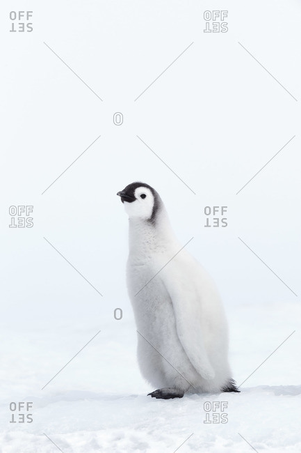 Emperor Penguin Chicks, Snow Hill Island, Weddell Sea, Antarctica