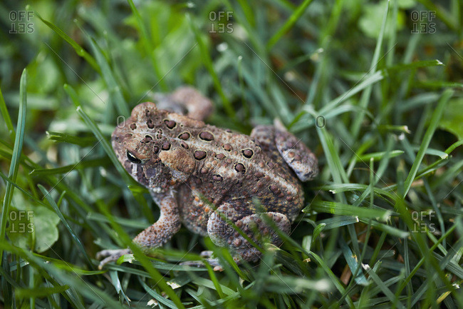 Close-up of American Toad, Hastings County, Ontario, Canada