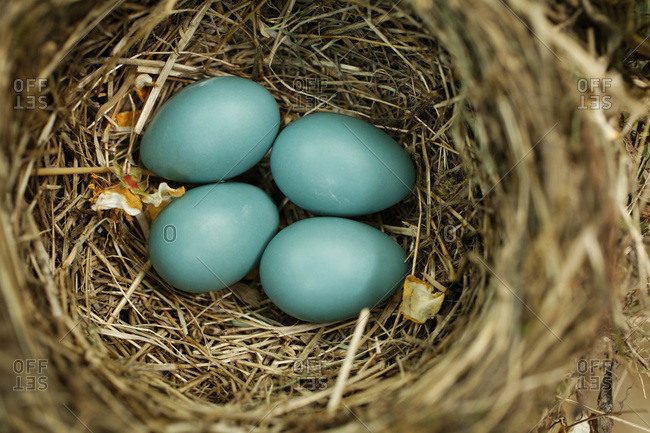Robin\'s Nest