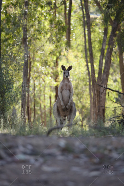 Eastern Grey Kangaroo, Hepburn Springs, Victoria, Australia