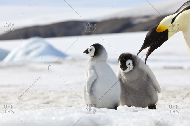 Emperor Penguin and Chicks, Snow Hill Island, Antarctica
