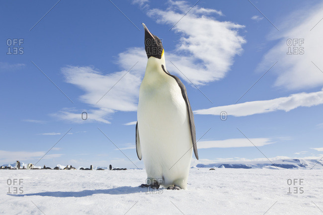 Emperor Penguin, Snow Hill Island, Antarctica