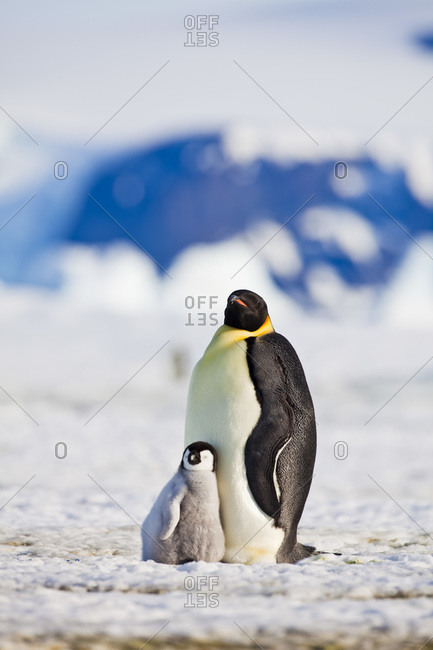 Emperor Penguin and Chick, Snow Hill Island, Antarctica
