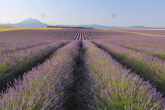English Lavender Field, Valensole, Valensole Plateau, Alpes-de-Haute-Provence, Provence-Alpes-Cote d_Azur, France