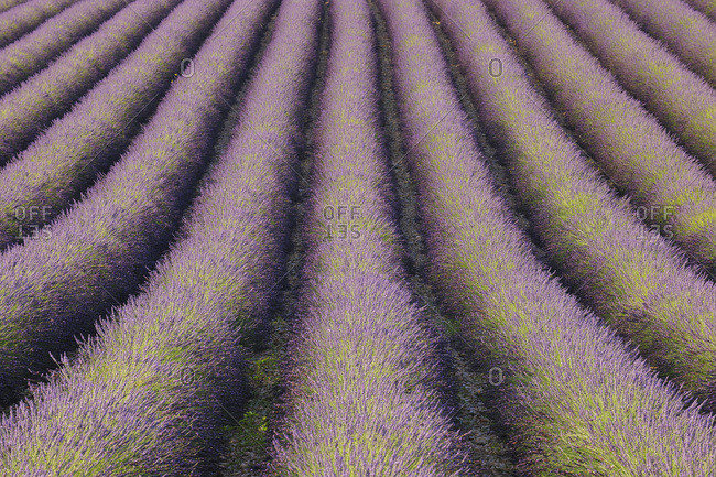 English Lavender Field, Valensole, Valensole Plateau, Alpes-de-Haute-Provence, Provence-Alpes-Cote d_Azur, France