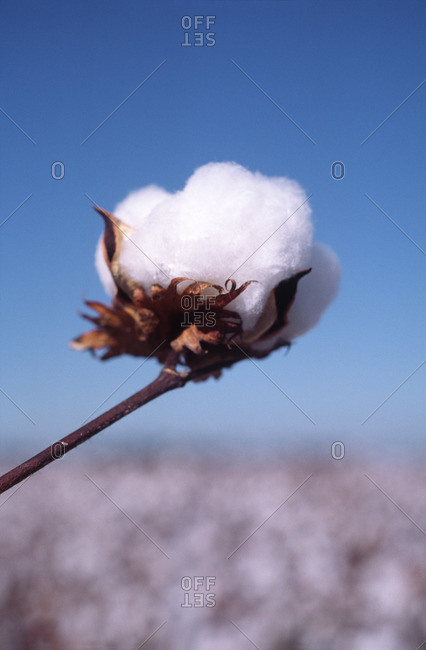 Cotton Crop, Cotton Bloom