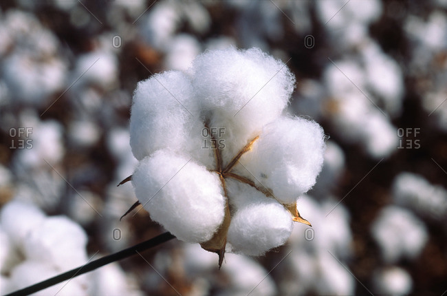 Cotton Bloom, Cotton Crop