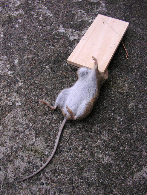 Mouse in mouse trap