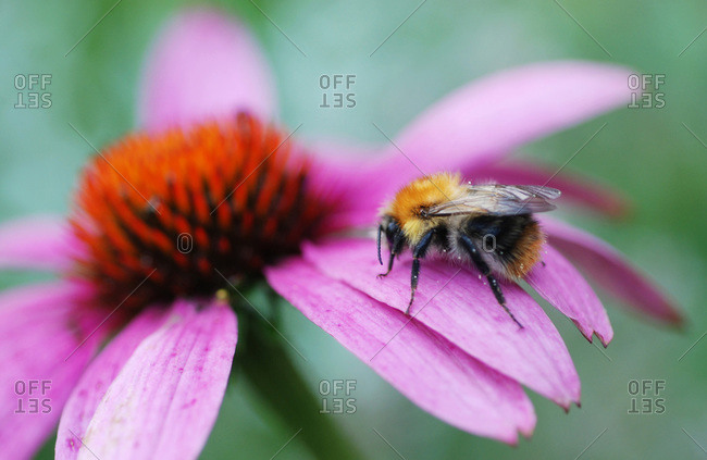 Bumblebee sitting on Cone flower