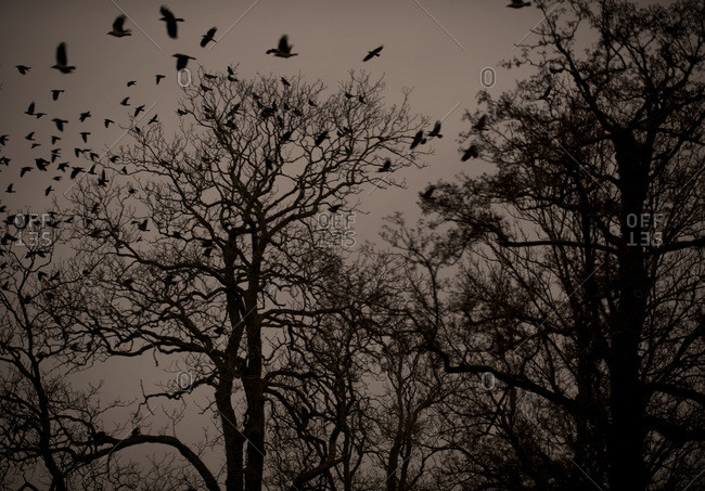 Flock of birds flying from bare tree branches at dusk
