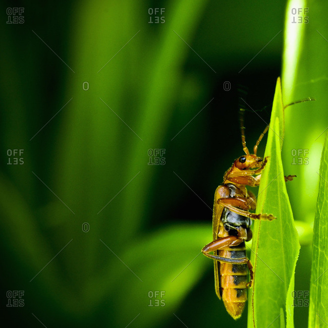 Insect on grass straw