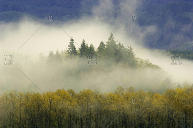 Forest from above with fog