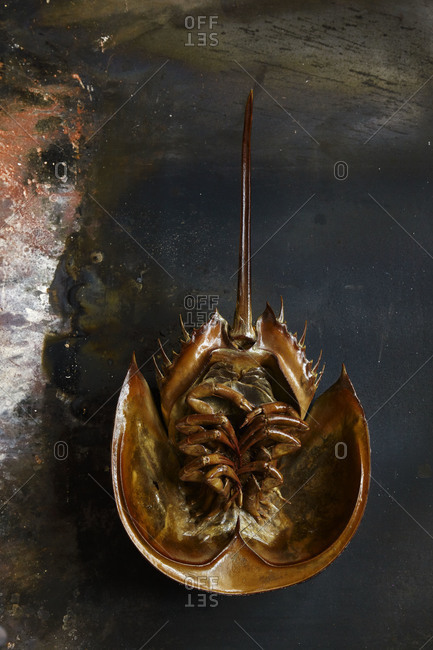 Roasted horseshoe crab on a rusty metal surface.