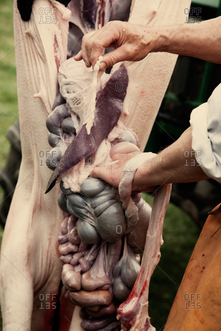 Gutting a suspended pig carcass
