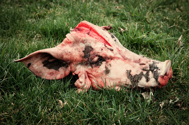 A butchered pig\'s head
