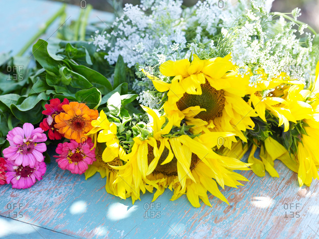 Colorful zinnia flowers and sunflower lying on a wooden surface