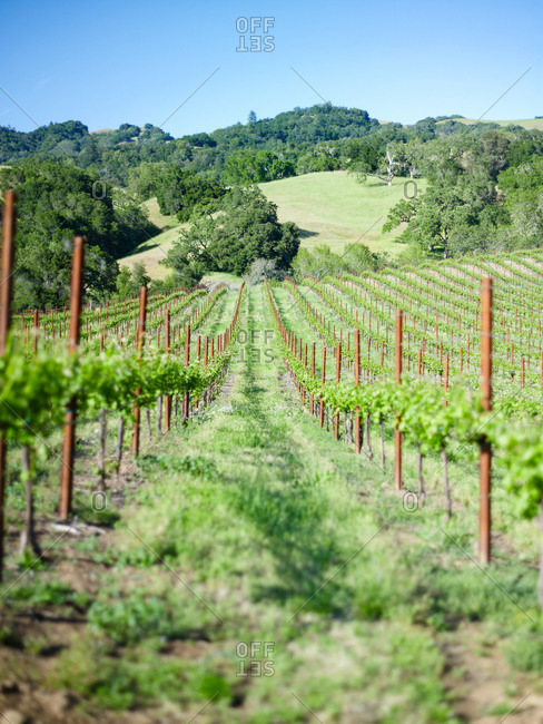 Beautiful vineyard with long rows